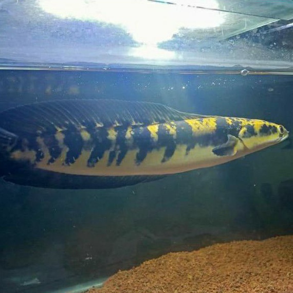 Channa ys yellow maru sentarum red eye 15-20 cm predator fish iwak galak