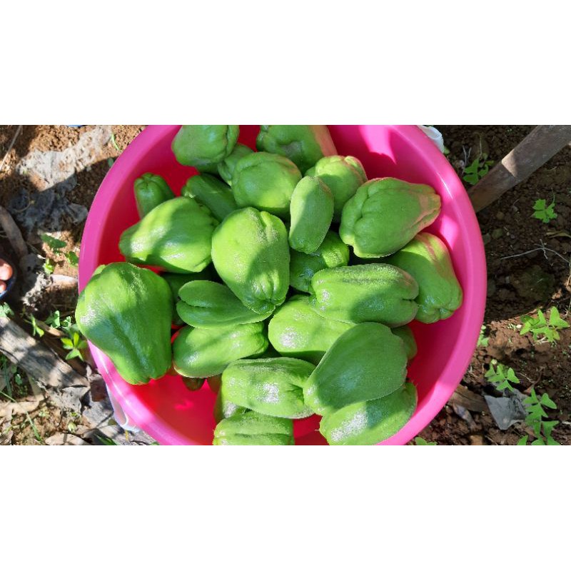 

LABU SIAM ANGGUR PETIK SENDIRI