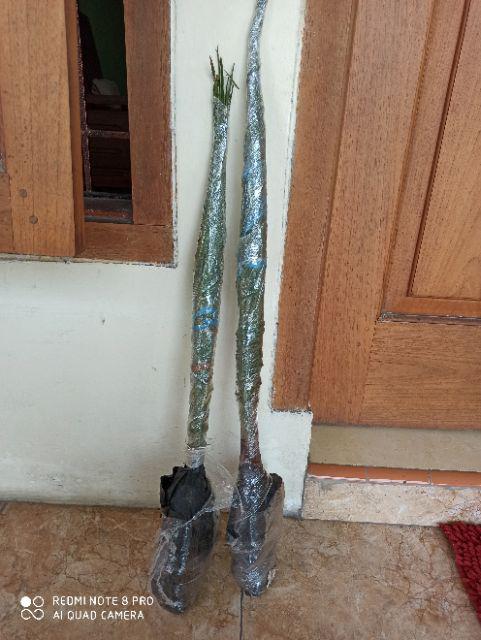 New Produck!! Pohon Kurma Azwa Jantan Dan Betina - Kl 1