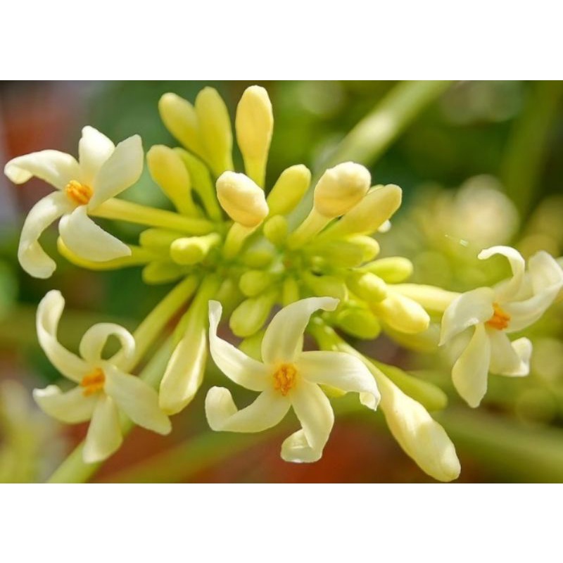 

BUNGA PEPAYA JANTAN SEGAR 500 GRAM