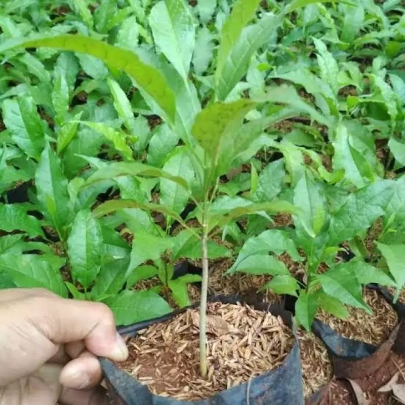 Bibit bunga tabibuya warna ungu 60 cm (Beli 10 gratis 1)