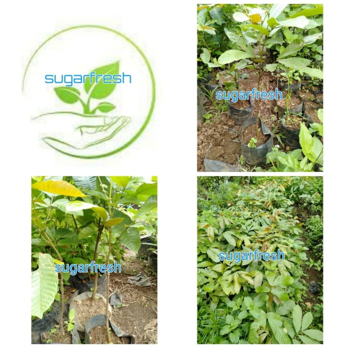 Bibit matoa / Pohon matoa / Buah matoa