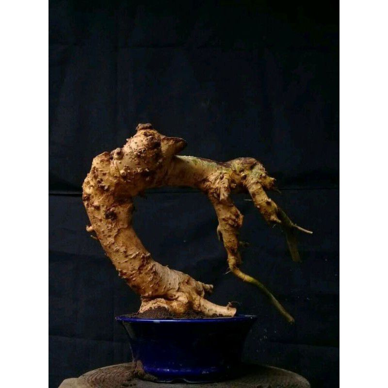 dongkelan bonsai serut prospek medium 45k