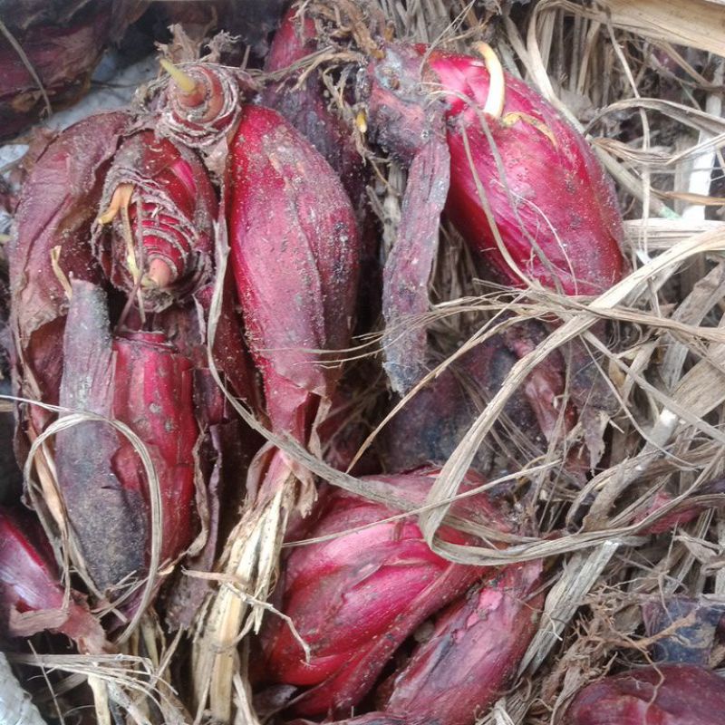 

umbi bawang dayak fresh 500 gram