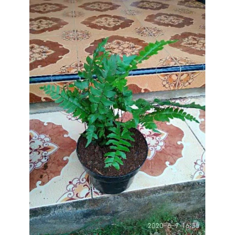 TANAMAN HIAS SUPLIR DAUN BESAR | POT SUPLIR