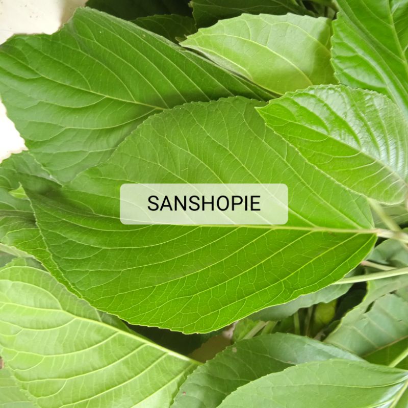 

Daun Talingkup Segar paket 500 gram