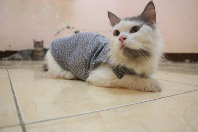 Kaos hoodie abu lucu untuk kucing dan anjing / baju kucing murah terlaris size S M L XL