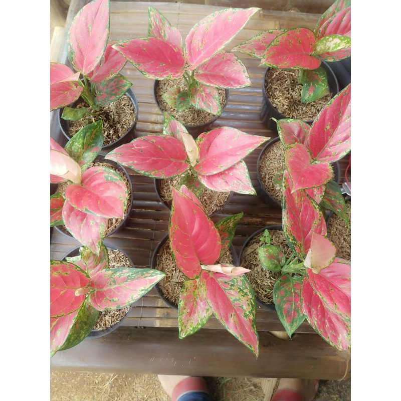 Aglaonema red Venus