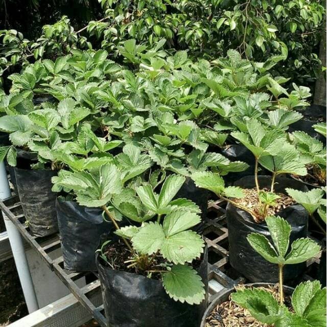 Bibit Seeds Fruit Strawberry Giant Stroberi Unik siap berbuah