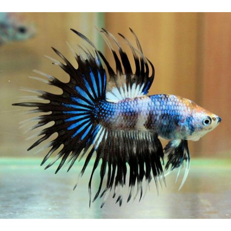 Ikan Cupang Ct Multicolour Crowntail Koi Fancy Warna Serit
