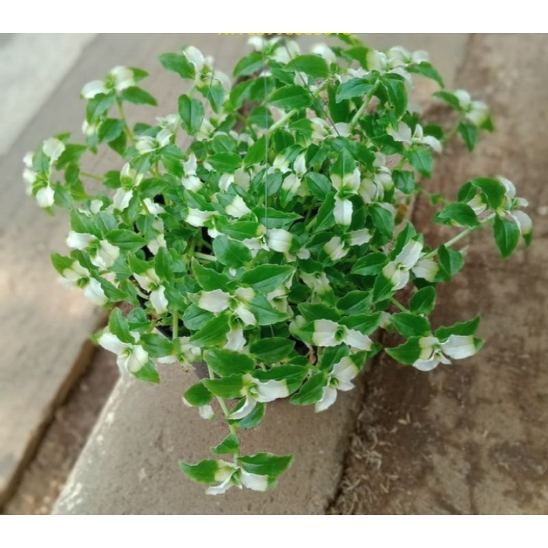 tanaman hias gantung air mata janda