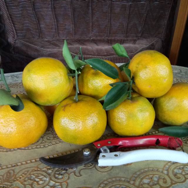 

Jeruk Siam Gando 1 kG