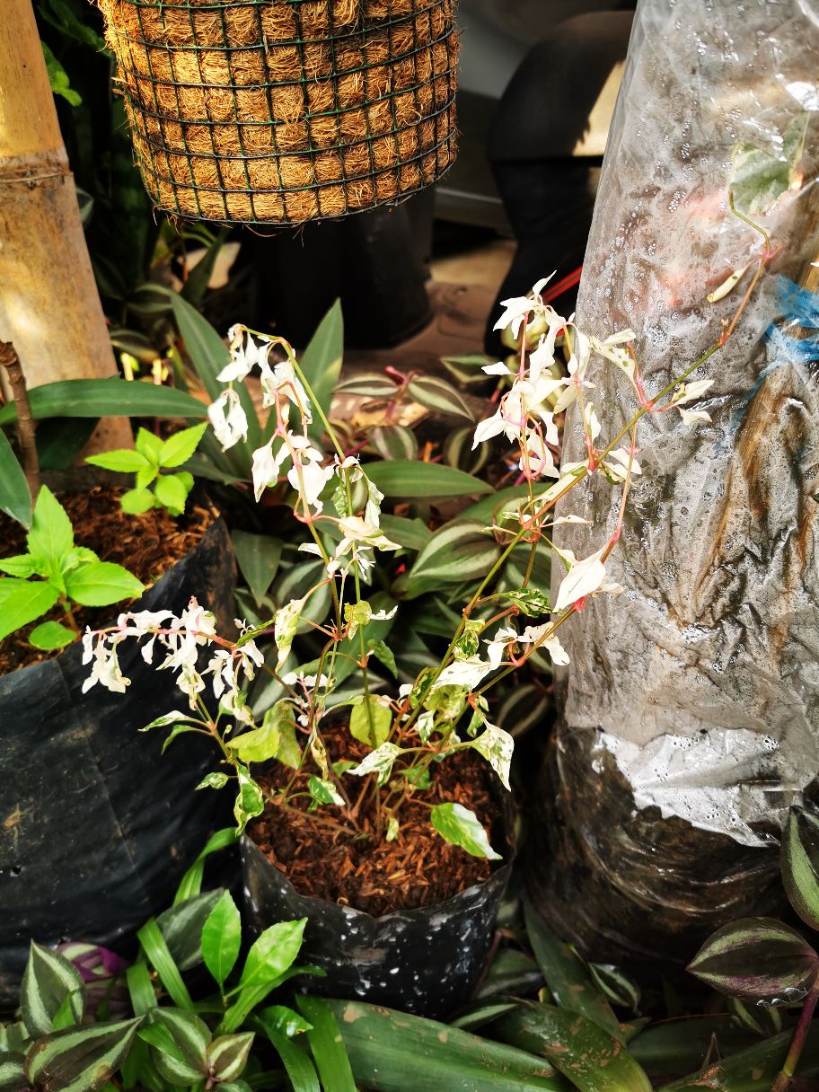 Anting Putri Salju/ Krokot Salju/putri Salju Untuk Dekorasi Rumah