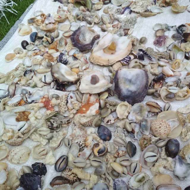 

aneka kerang dan karang jahe hiasan akuariyum