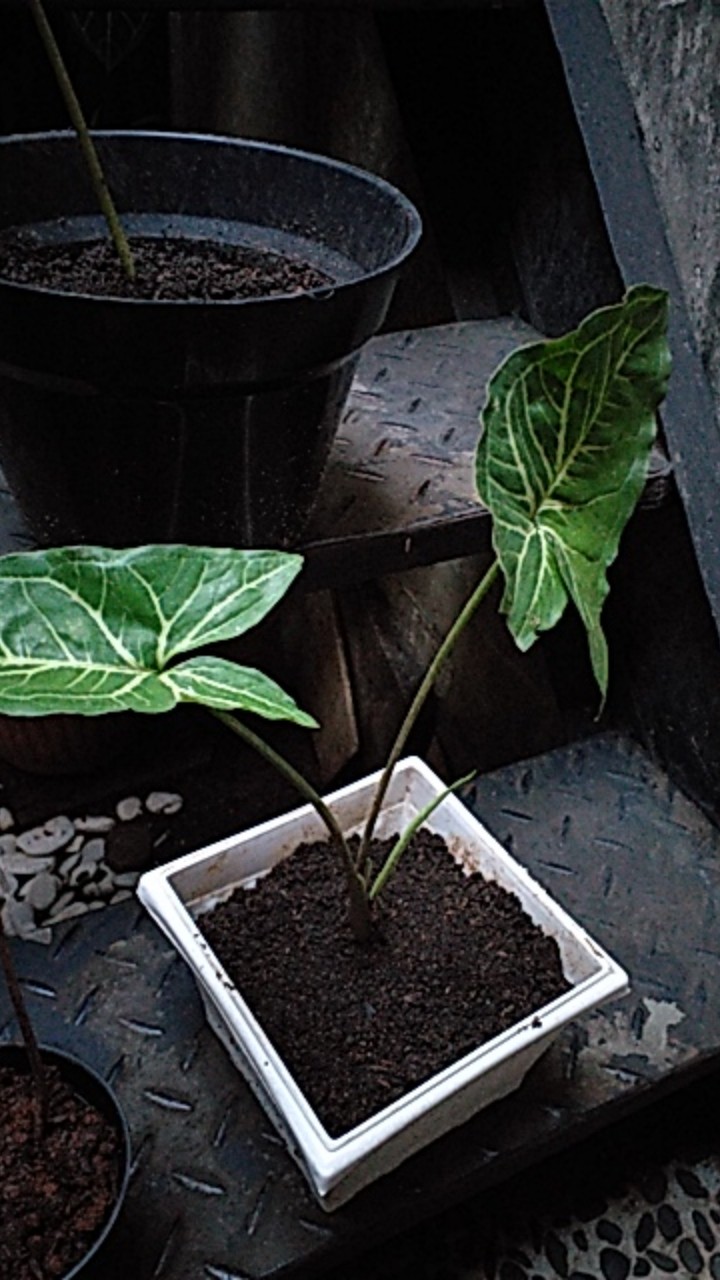 Tanaman Hias Singonim Batik Lokal Sp Tanaman Hias