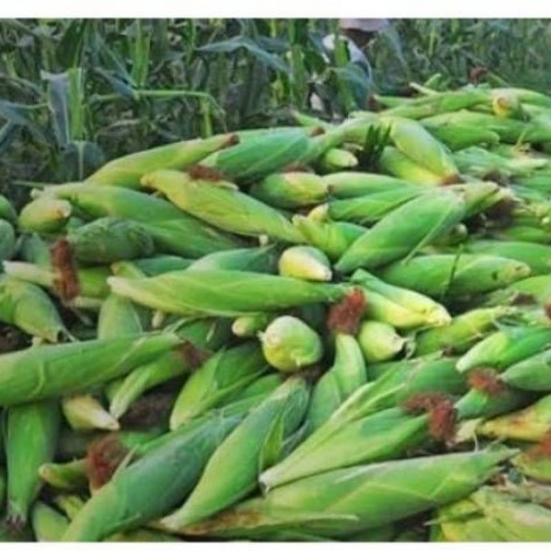 

Jagung manis madu kulit/perbuah