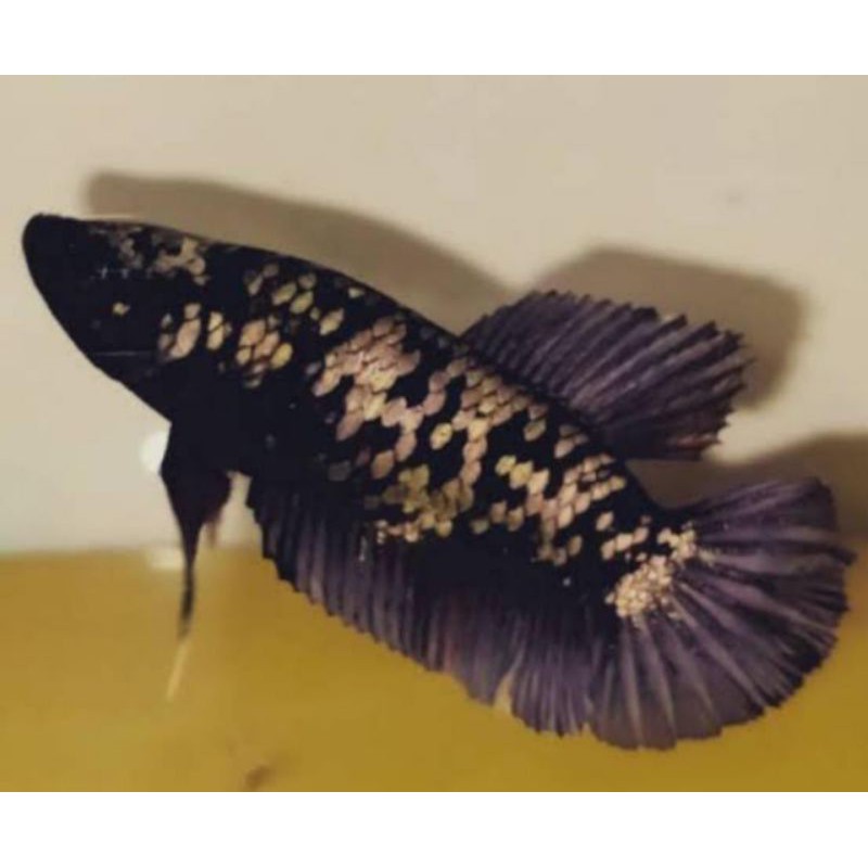 bahanan avatar cooper gold