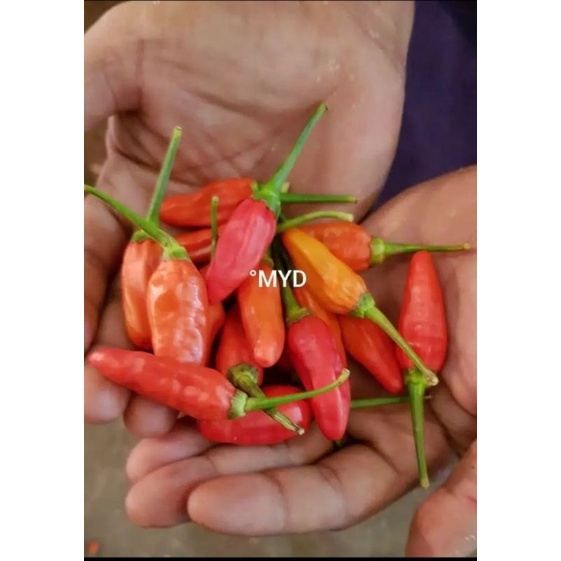 

cabaimurah1kg
