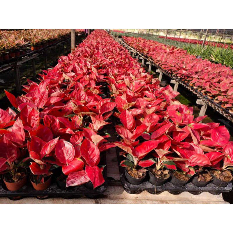 Aglonema Suksom Jaipong/Anakan