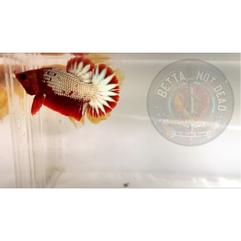 cupang fccp hias murah