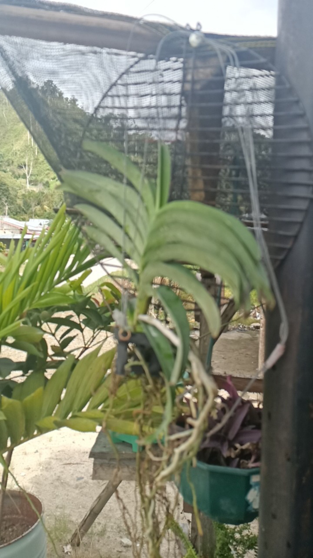 Dewasa  - Anggrek Vanda Dewasa