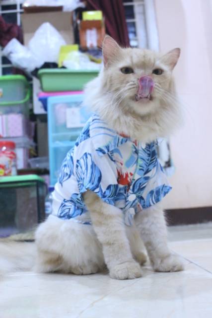 [Bahan adem] Baju pantai lucu warna biru untuk kucing dan anjing / baju kucing murah size S M L XL