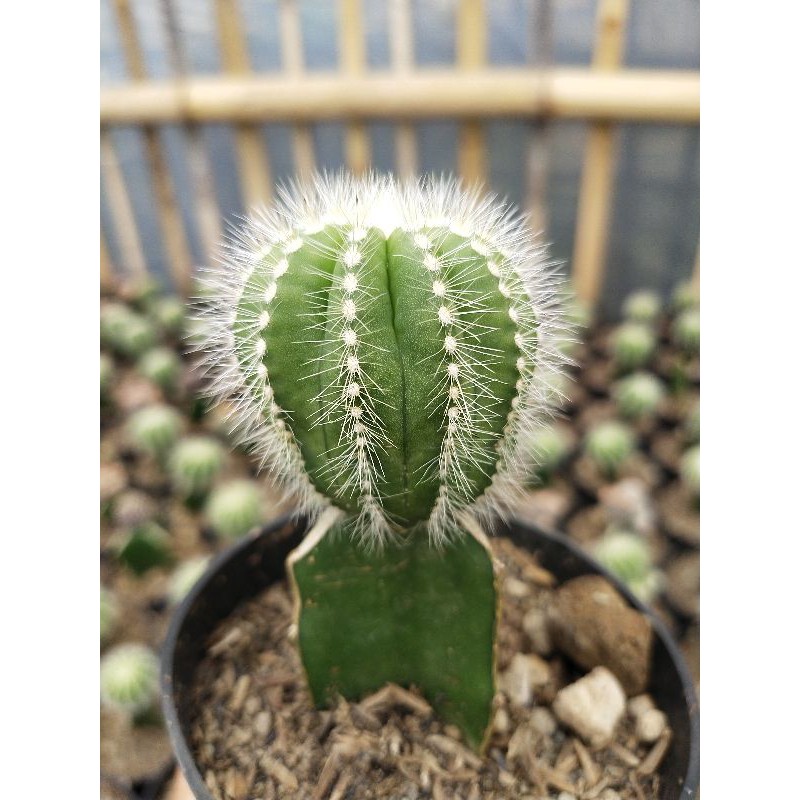 Tanaman hias notocactusbig kaktus hiasan meja indoor outdoor