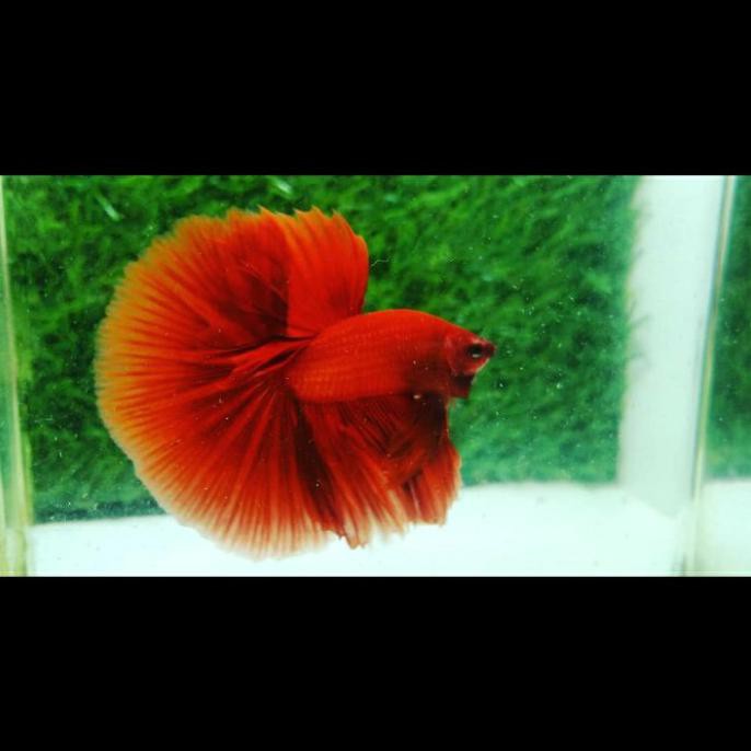 Promo Ikan Hias Cupang Jantan/Male Halfmoon Super Red