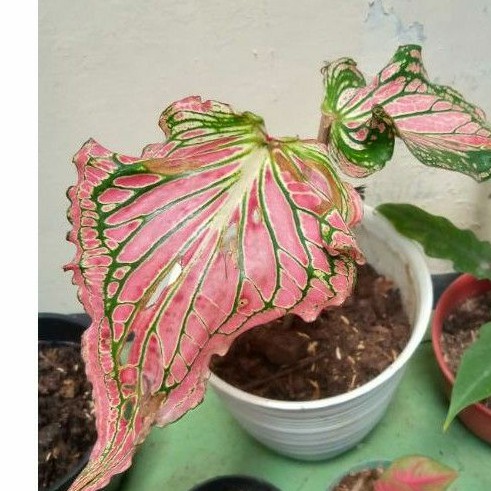 Keladi wayang / Keladi wayang murah