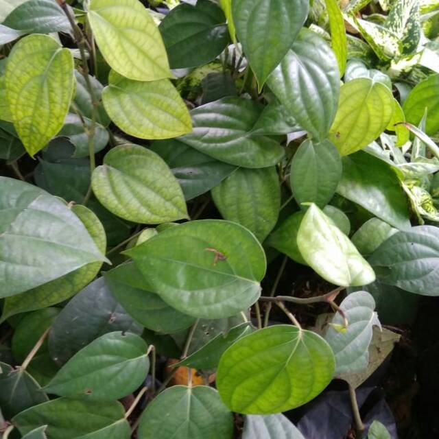 Tanaman lada peredu-pohon lada bumbu