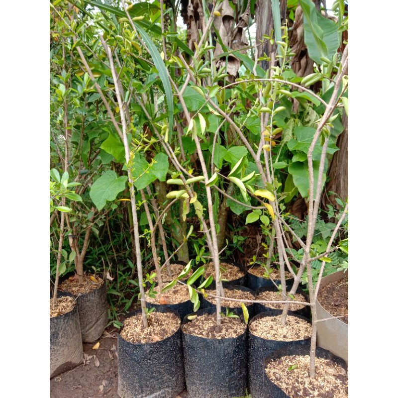 bibit bonsai sianci manis bahan bonsai cerry barbados