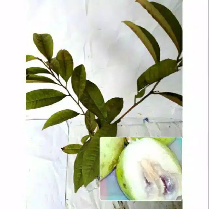 BIBIT TANAMAN SAWO KENICU/SAWO HIJAU(1thun berbuah)