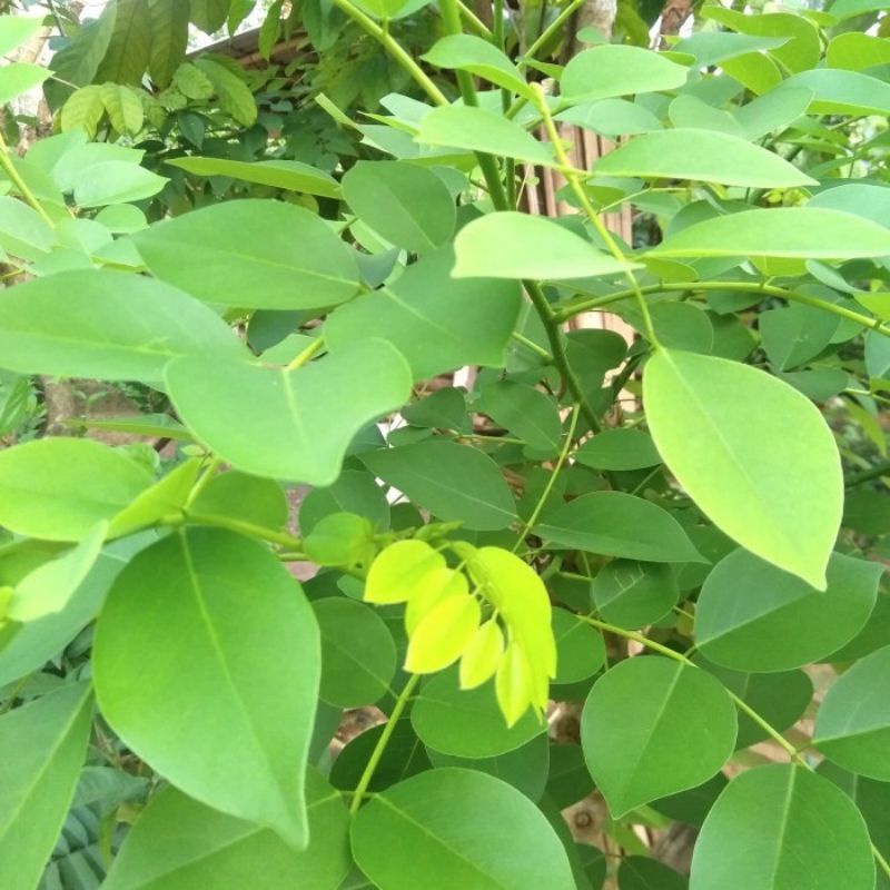 

Daun gamal segar herbal 500gr