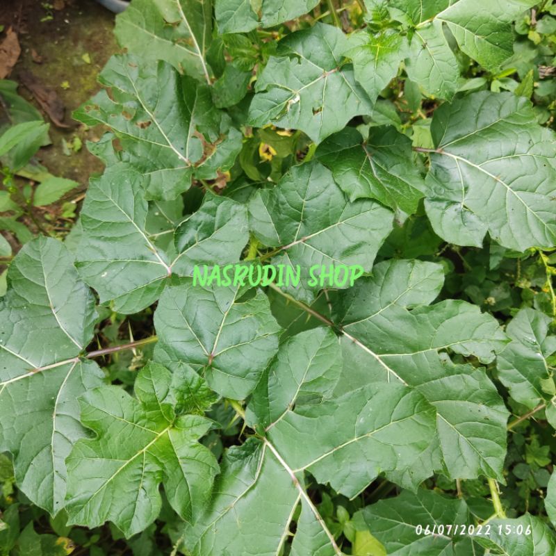 BIBIT TERONG PARI CABUTAN / BIBIT TERONG HUTAN