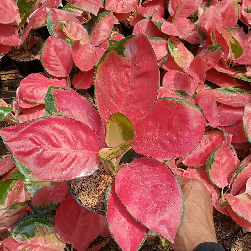 aglonema red cery size dewasa daun bulat