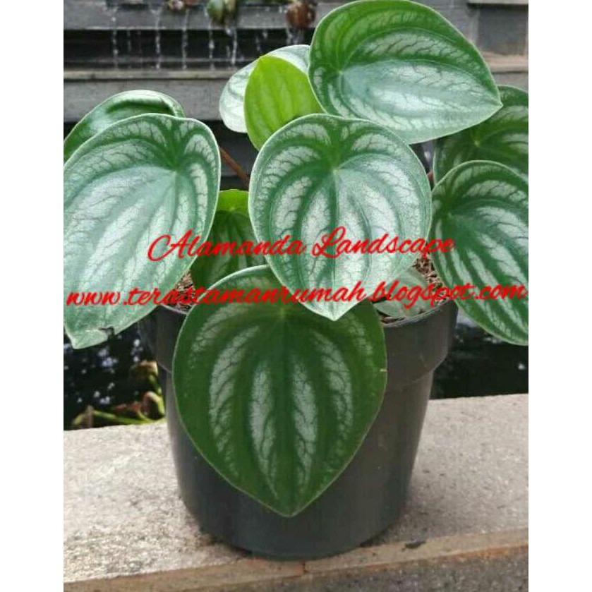 Ready Stock Pohon Keladi Semangka Caladium Unik Tanaman Keladi Semangka Shopee Indonesia