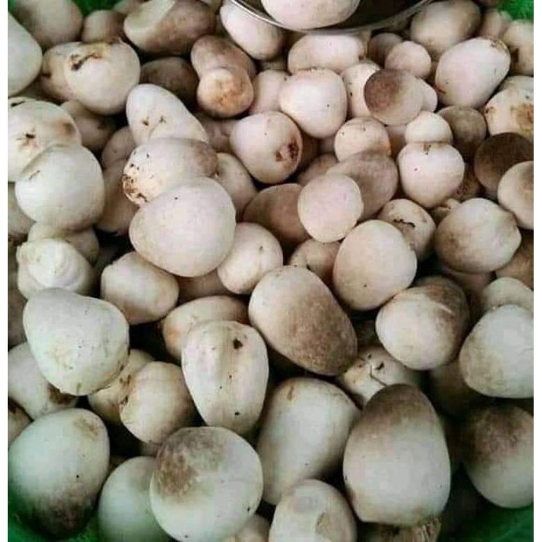 

Jamur Merang 100gr