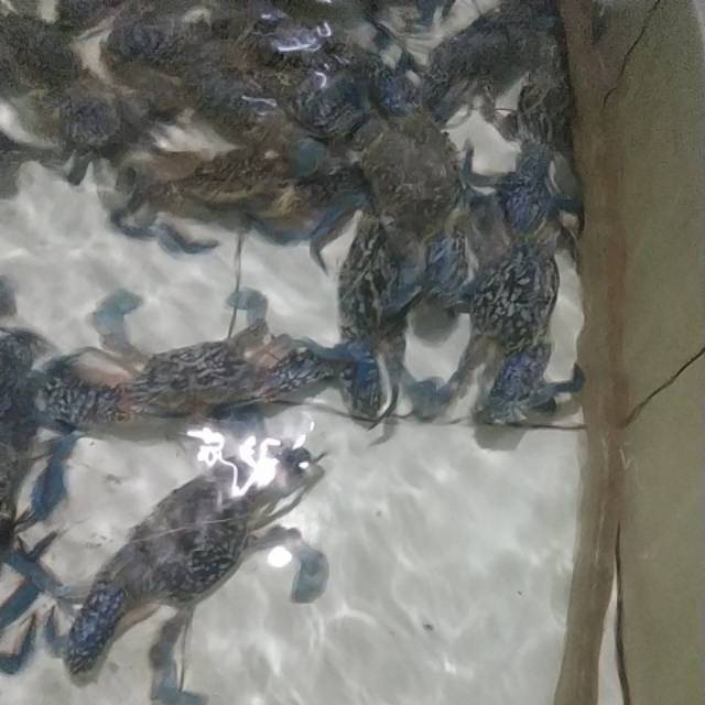 Kepiting rajungan hidup Kecil