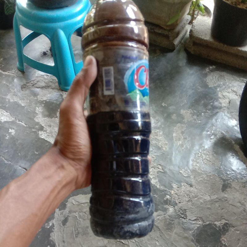 molase tetes tebu asli