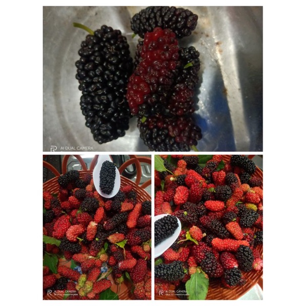 

Jual buah murbei arbei mulberryRandom