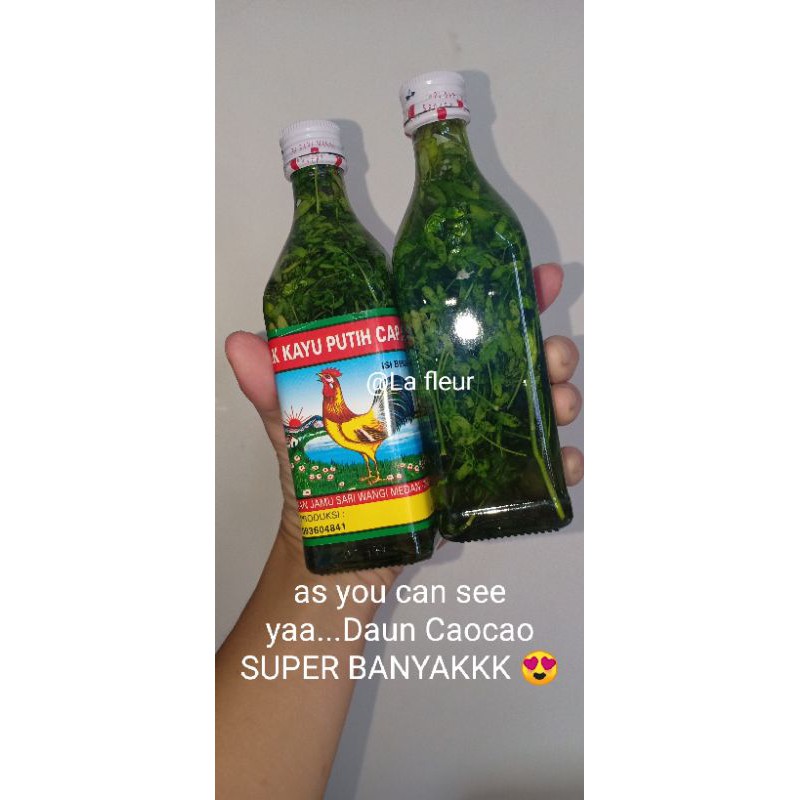 TERMURAH MIKAPU Minyak kayu putih cap ayam plus rendaman daun cao cao / daun inggu minyak kayu putih