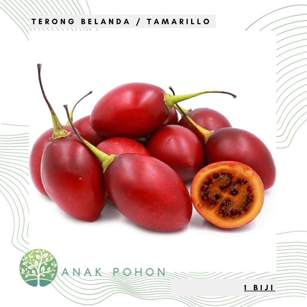 Benih Bibit Biji - Terong Belanda Tamarillo (Cyphomandra betacea) Seeds - IMPORT