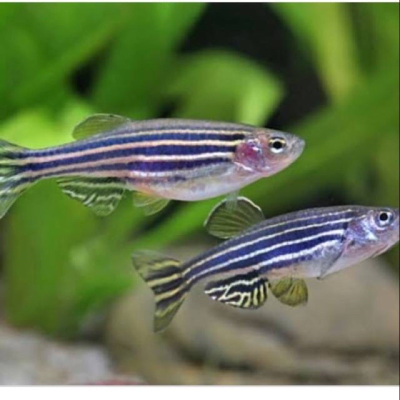 danio zebra green