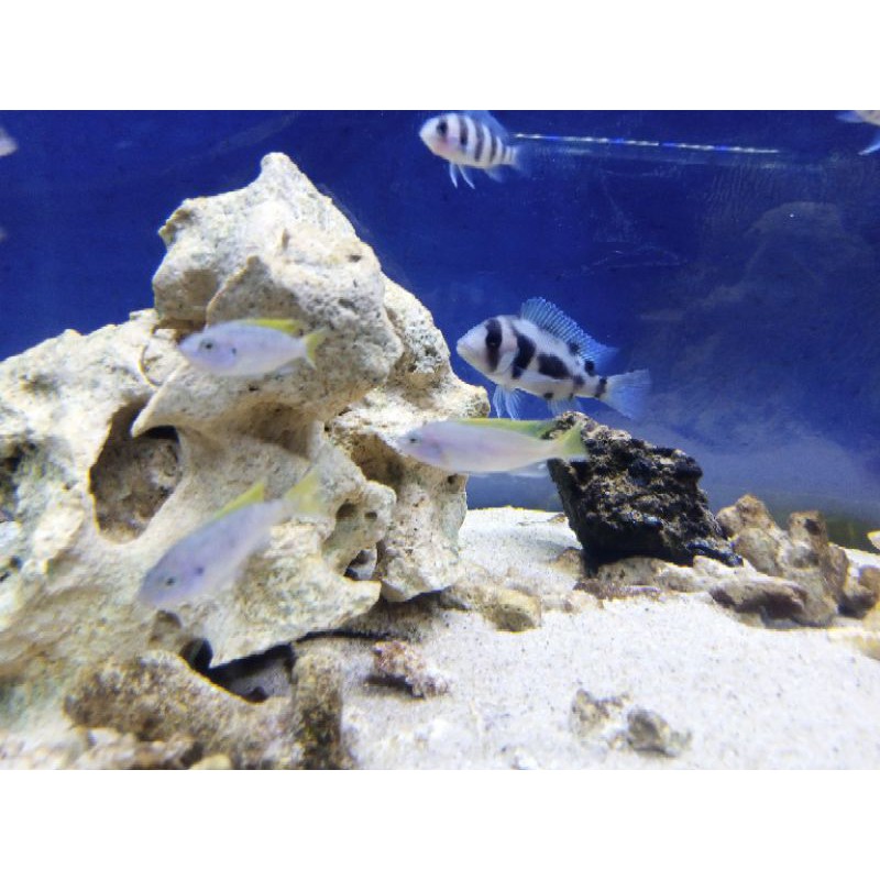 Frontosa Black Widow