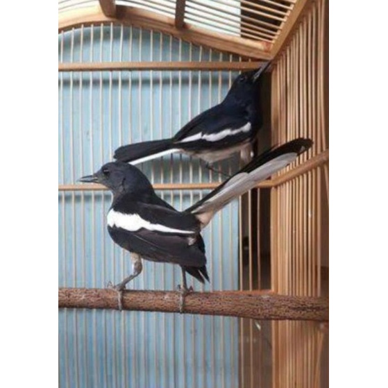 kacer dada putih sepasang rawatan