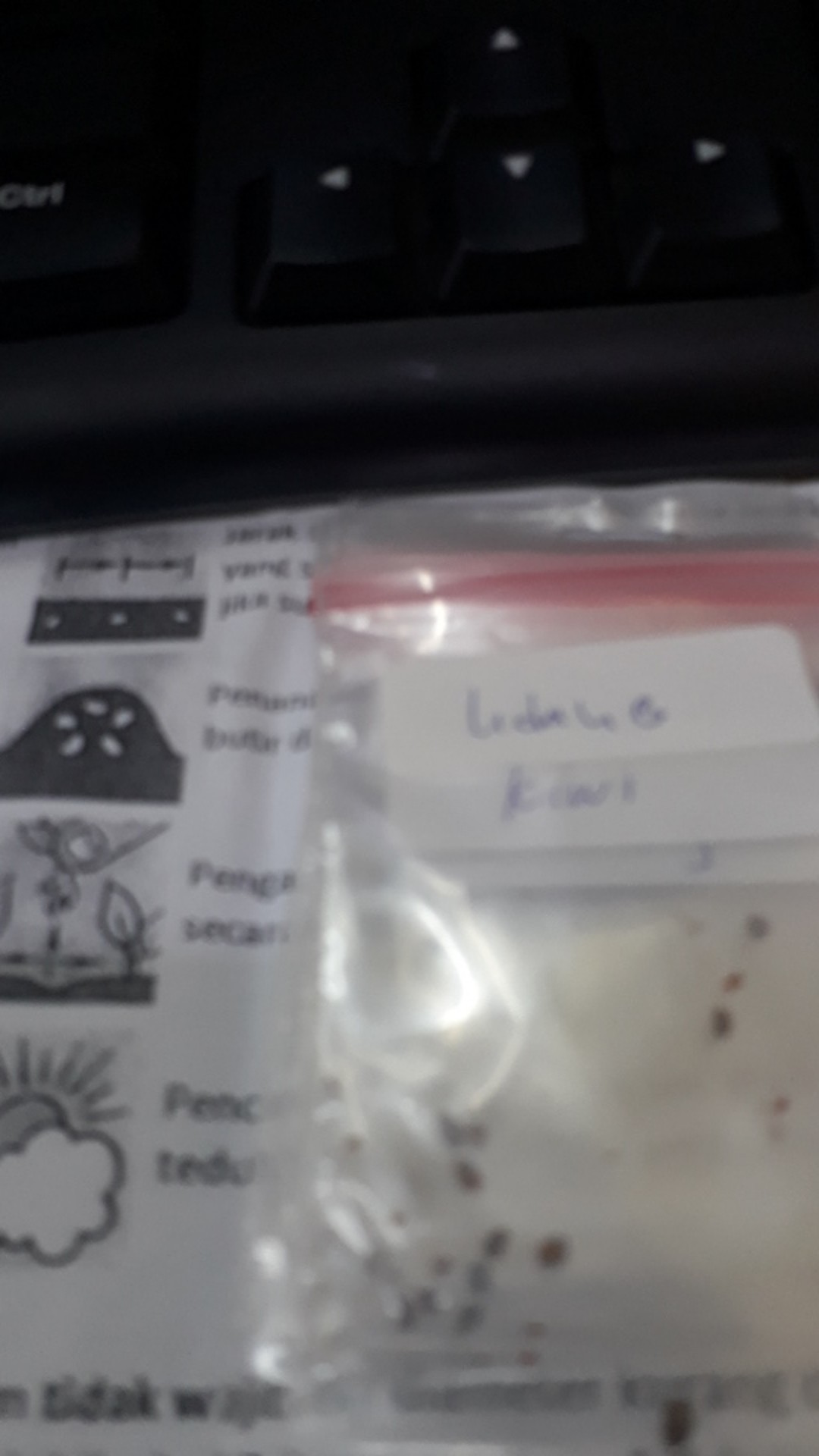 (isi 10 Butir)benih Blue Berry