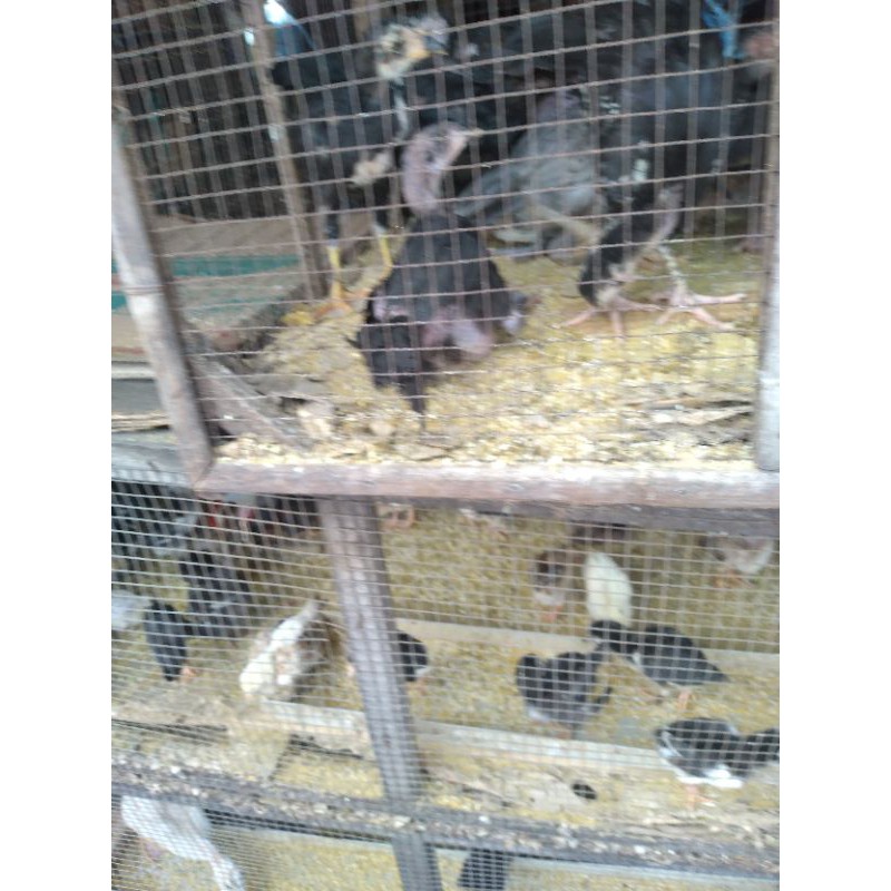 

ayam bangkok besar ya gan