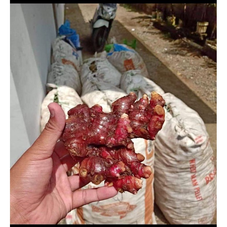 

jahe merah segar