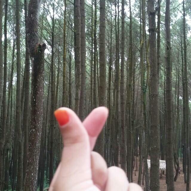 < Seprai > Kintakun Deluxe