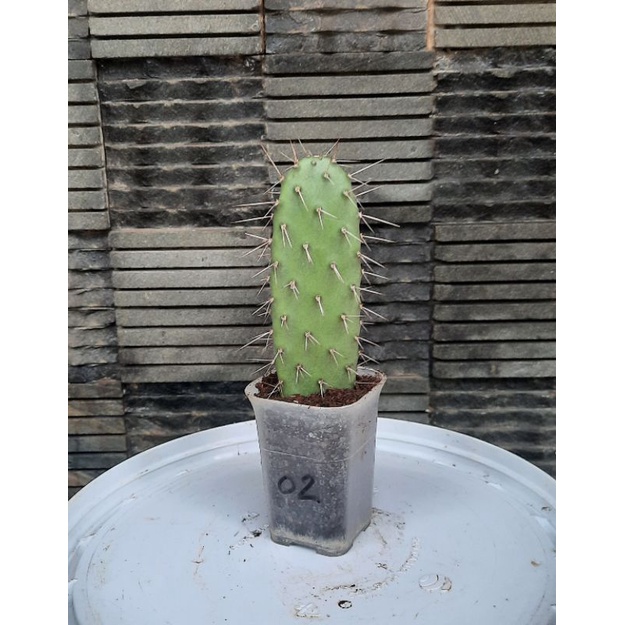 kaktus berduri centong opuntia